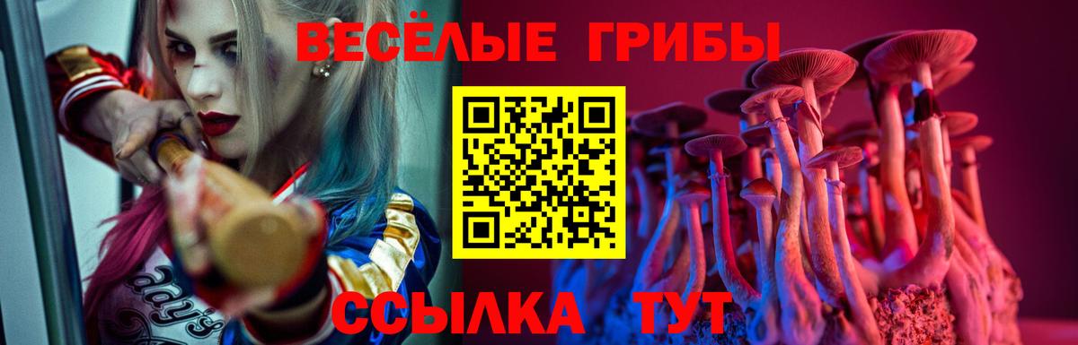 Галлюциногенные грибы Psilocybe Борисоглебск